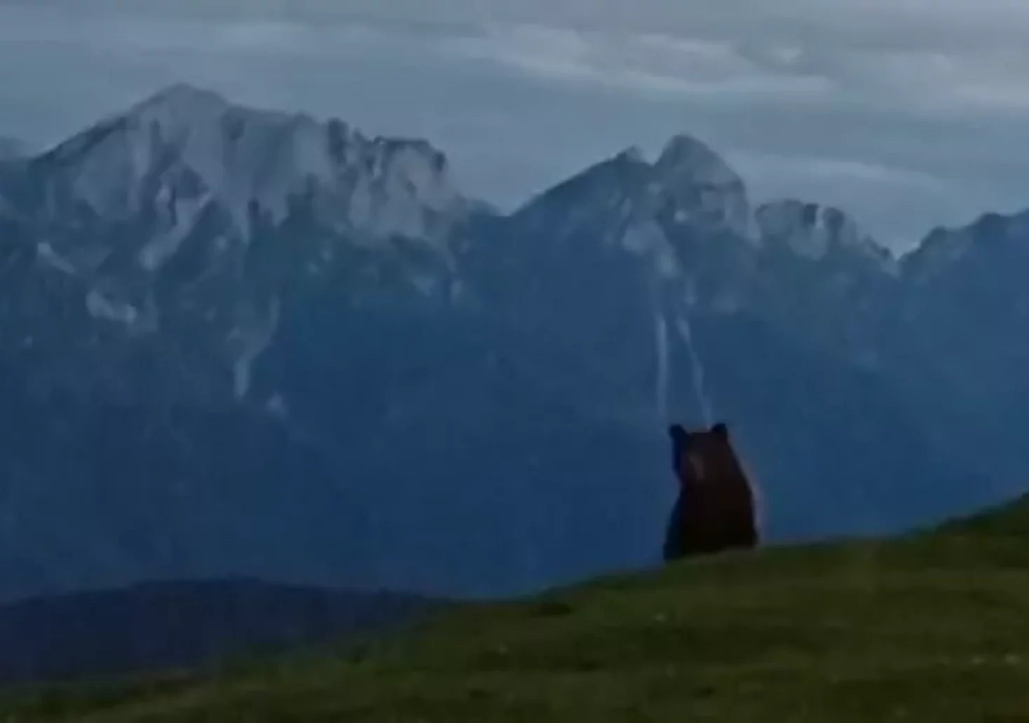 Das Bild auf 5min.at zeigt einen Bären.